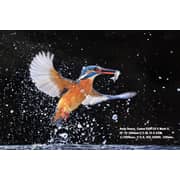 Canon EOS 1D X Mark II DSLR Camera Body Black