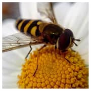 Blips EKBTEP05 Macro Lense Kit Metal Series