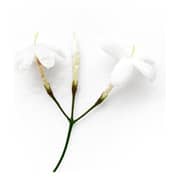 Armani Acqua Di Gio Ia EDP For Ladies 100ml