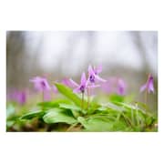 Sony Planar T FE 50mm f/1.4 ZA Lens SEL50F14Z