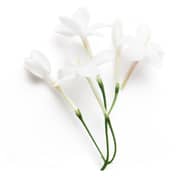 Giorgio Armani 3605522048263 Si Le Parfum EDP Women 40ml