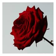 Bottega Veneta Eau De Velours Women EDP 75ml