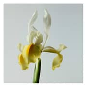 Bottega Veneta Eau De Velours Women EDP 75ml