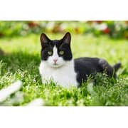 Fujifilm X-T50 Mirrorless Camera Black With 16-50mm Lens Kit