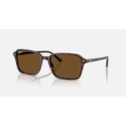 Rayban Raimond Square Havana Sunglasses For Men & Women RB2231