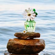 Marc Jacobs Daisy Wild Perfume For Women 100ml Eau De Parfum - 3616303466060