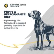 Blackwood Chicken & Ancient Grains For Puppy 4.5lb (Pack of 1pc)