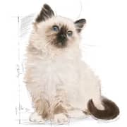 Royal Canin Feline Health Nutrition Dry Food For Kitten 4kg - 2017308959116