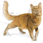 Royal Canin Health Nutrition Fit 32 Dry Food For Cats 10kg - 2017436559399