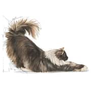 Royal Canin Feline Nutrition Dry Food For Adult Cats 2kg - 2017224213479