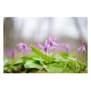 Sony Planar T FE 50mm f/1.4 ZA Lens SEL50F14Z