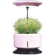 Merlin Desk Garden Harvest ASST