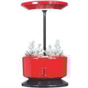 Merlin Desk Garden Harvest ASST