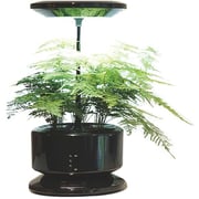 Merlin Desk Garden Harvest ASST