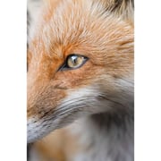 Tamron 50-400mm F/4.5-6.3 Di III VC VXD Camera Lens