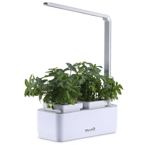 

Merlin 547646 Desk Garden